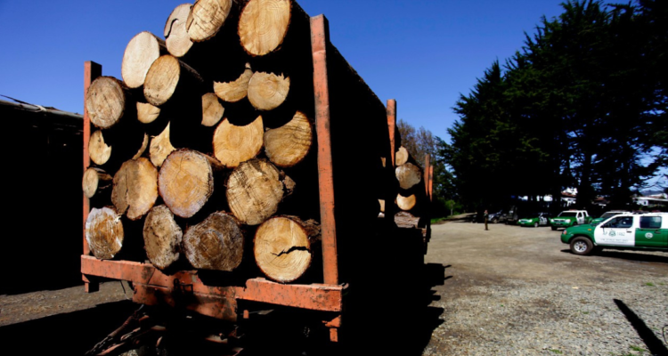 Robo de madera en Macrozona Sur: Hacienda anuncia medidas y confirma que SII estará más involucrado.