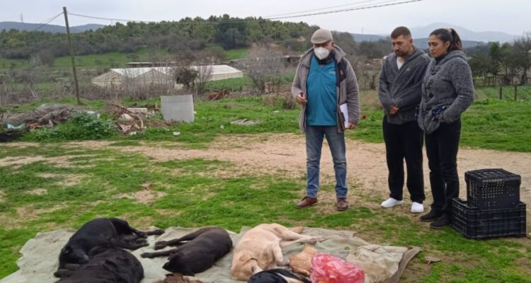 muertos perros gato Quillota