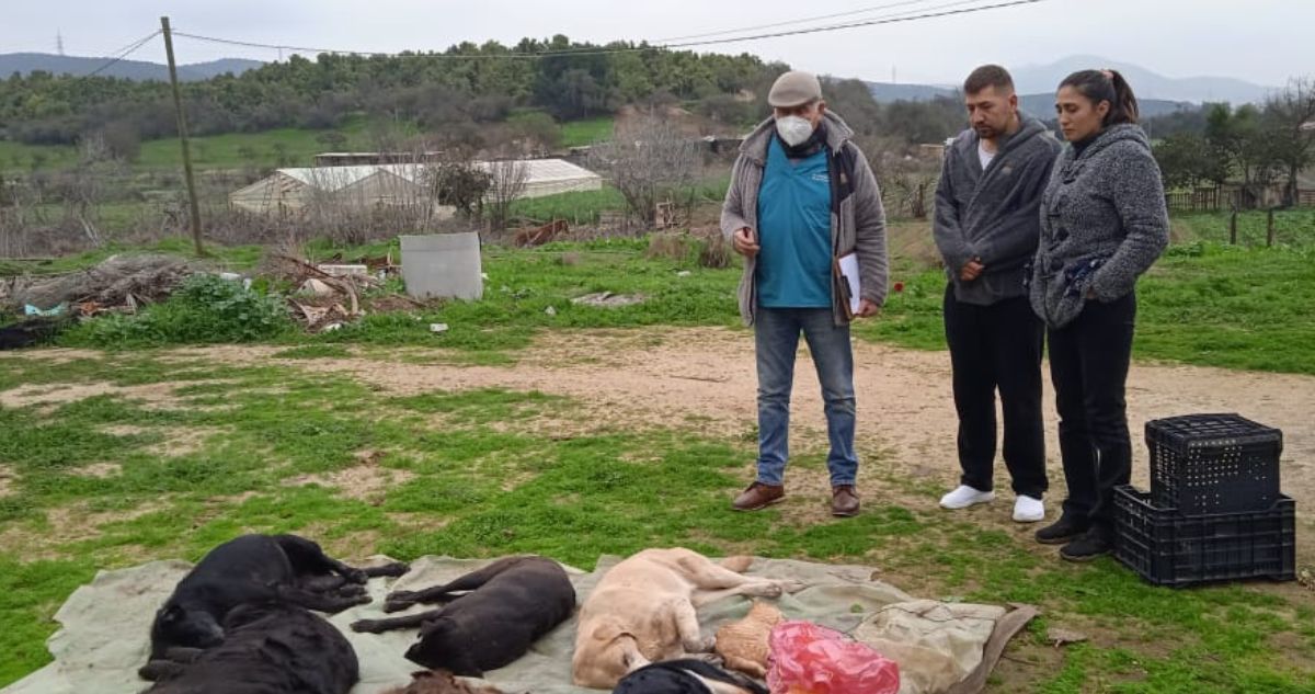 muertos perros gato Quillota