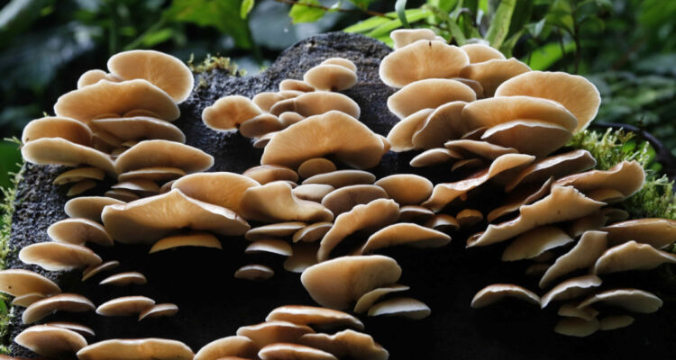 historia evolutiva entre animales y hongos