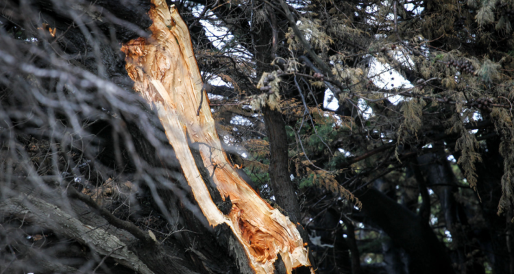 Hombre muere aplastado por un árbol en Cunco debido al fuerte temporal
