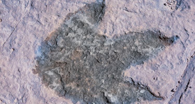 huellas-de-dinosaurio-en-texas