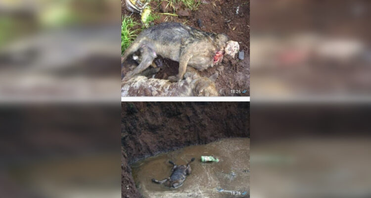 Tribunal declara admisible querella por muerte de más de 5 mil perros en canil municipal de Temuco.