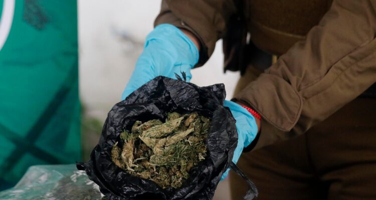 Incautan marihuana en Lanco