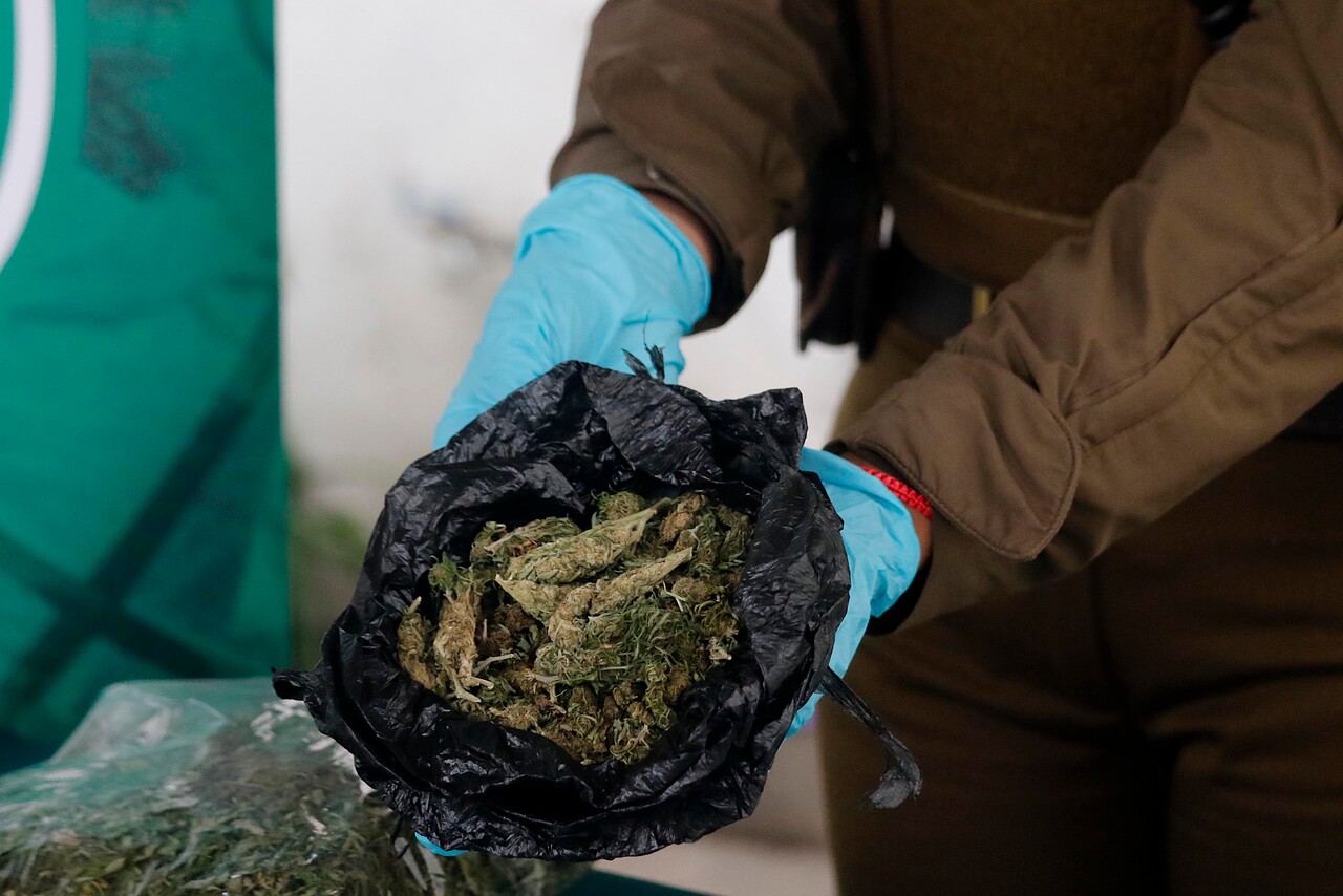Incautan marihuana en Lanco
