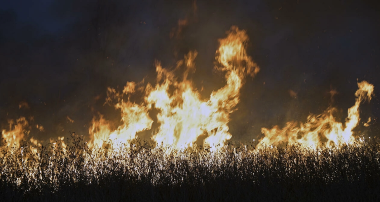 Incendios forestales se duplican en todo el mundo en 20 años