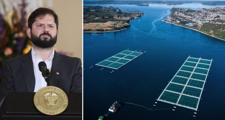 industria salmonera boric