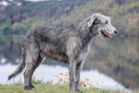 Irish Wolfhound parecido a perro bestia