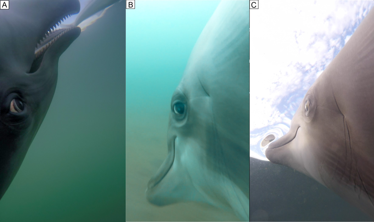 cámaras-en-delfines
