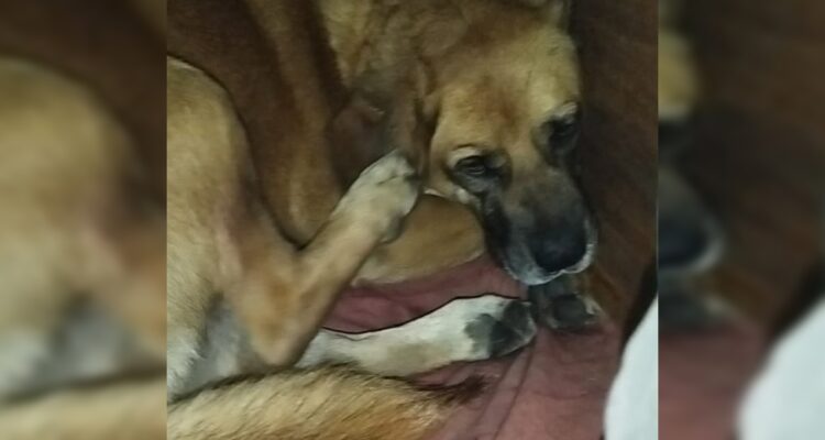 #JusticiaParaCanelo: denuncian caso de zoofilia contra perro en Maipú