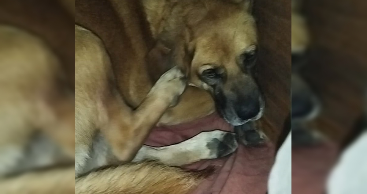 #JusticiaParaCanelo: denuncian caso de zoofilia contra perro en Maipú