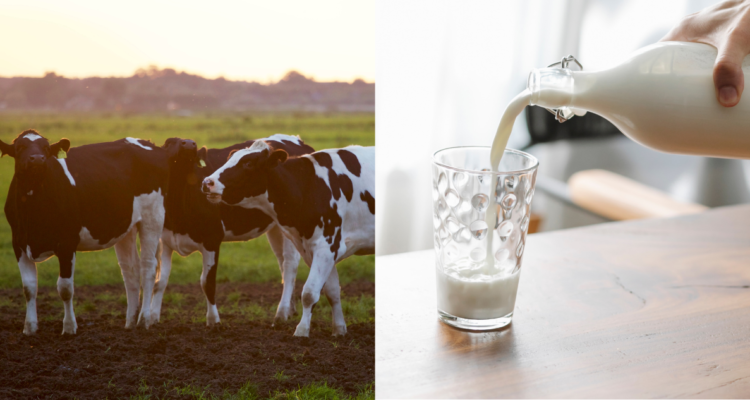 leche-vegetal-y-leche-de-vaca-minerales