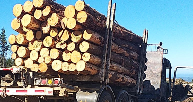 Libre queda conductor de camión con madera robada: salió de Arauco y fue detenido en región de Ñuble.