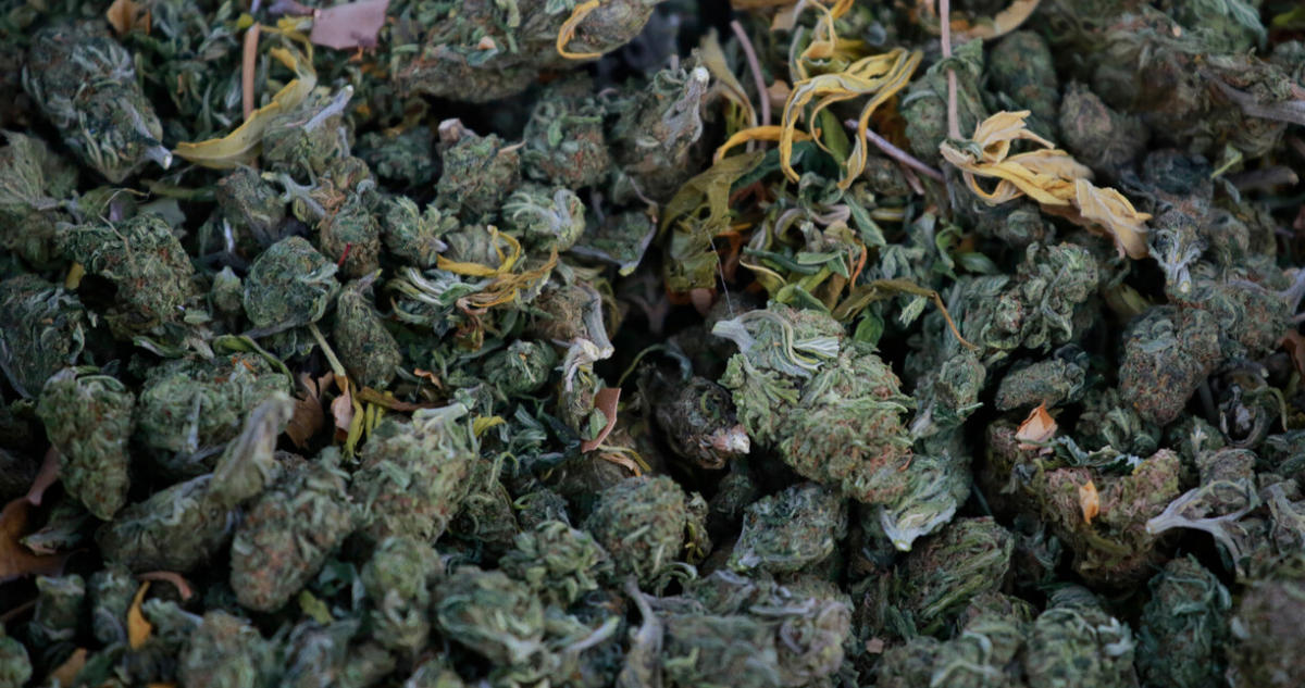 tráfico de marihuana Temuco