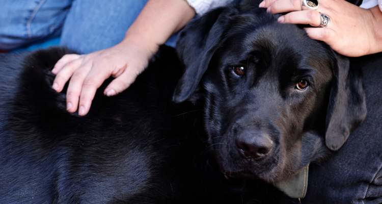 mejor amigo del perro