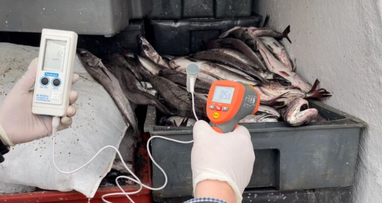 MERLUZA INCAUTAN MAULE