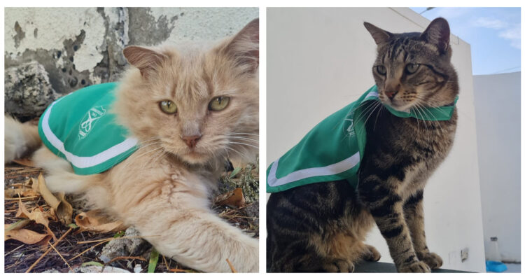 Cavancha y Lyon, los michis policiales de la Cuarta Comisaría de Carabineros de Iquique