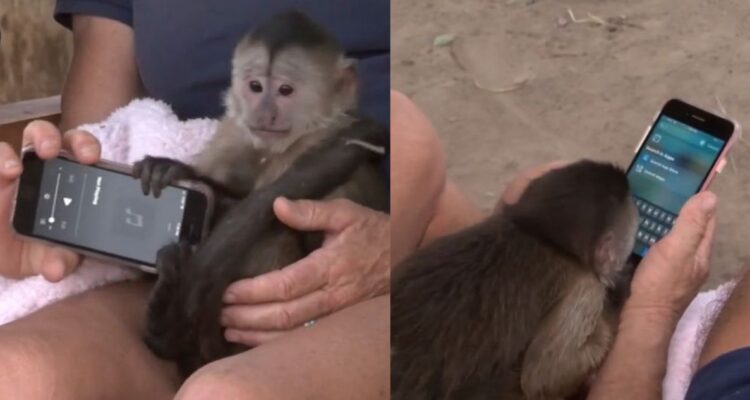 Mono llama al 911 desde un zoológico