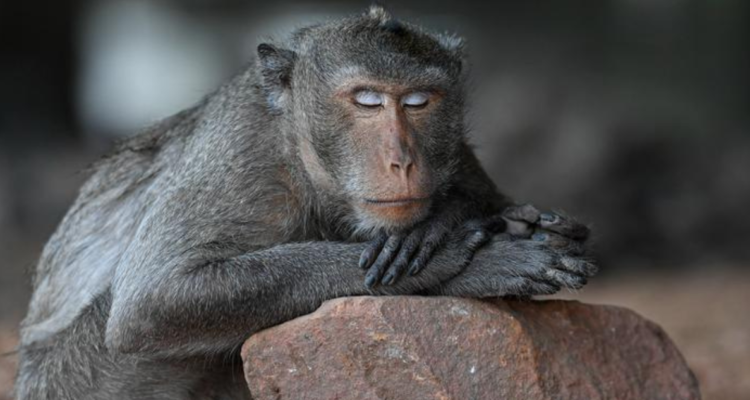 Monos usarían piedras para estimularse