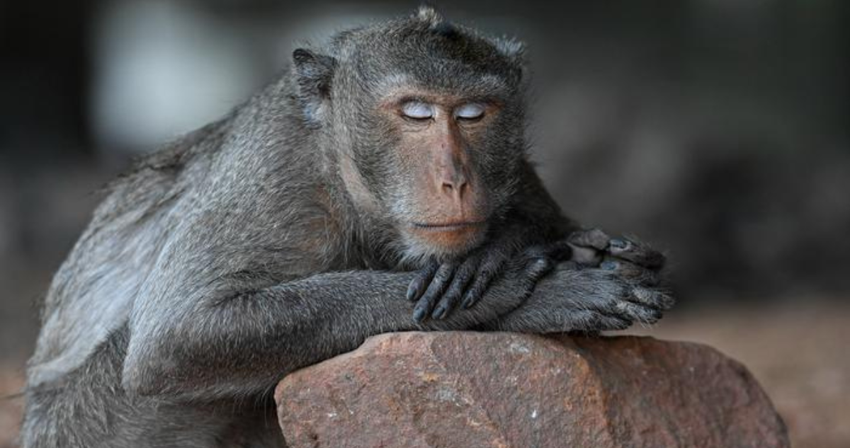 Monos usarían piedras para estimularse