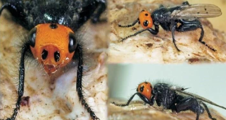 Mosca carnívora en Francia