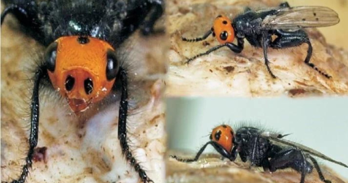 Mosca carnívora en Francia