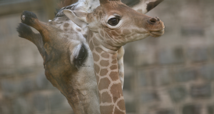 Municipio de Quilpué busca reconvertir zoológico: propone modelo de refugio y rehabilitación animal