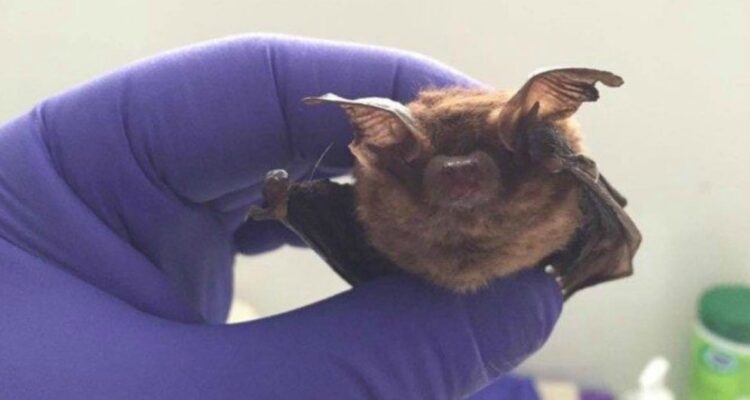 Murciélago liceo loncoche