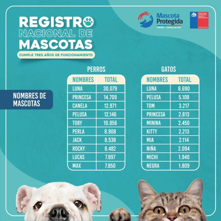 Razas y nombres de gato populares en Chile