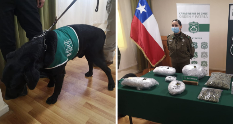 Operativo por marihuana en La Araucanía