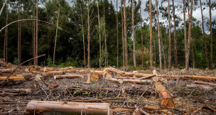 Ordenan reforestar bosque nativo en Valdivia tras tala ilegal