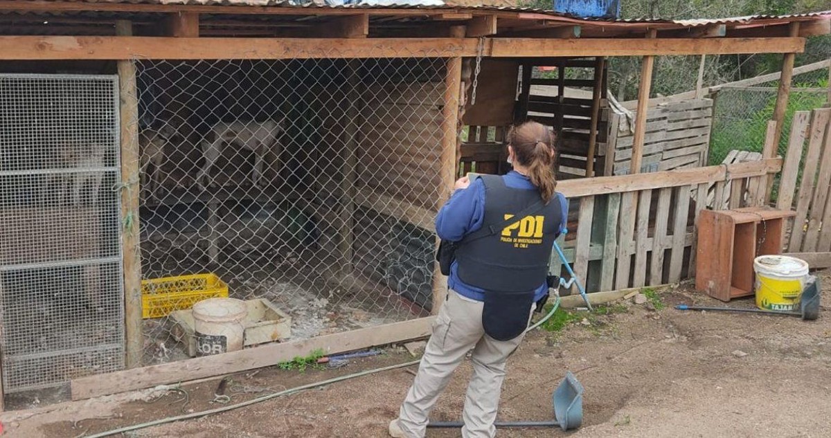 Sólo tenían algo de agua: 14 perros galgos y mestizos vivían en paupérrimas condiciones en Limache