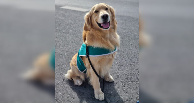 Carabineros detuvo a sujeto que golpeó a perro que detectó droga en su bolso en región de O’Higgins