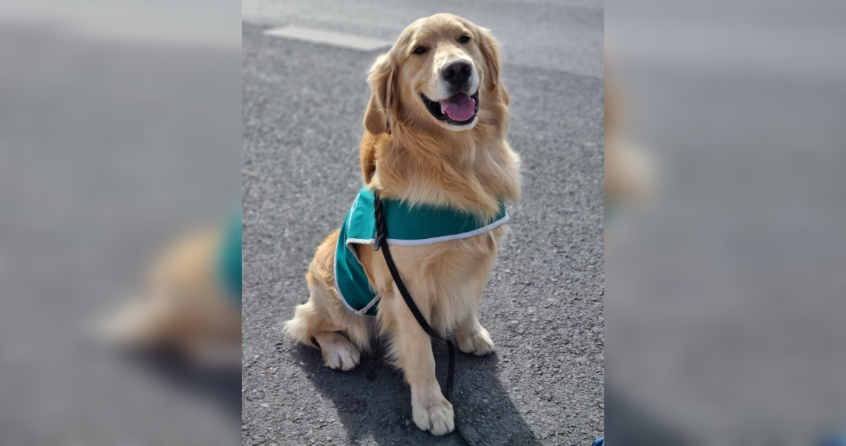 Carabineros detuvo a sujeto que golpeó a perro que detectó droga en su bolso en región de O’Higgins
