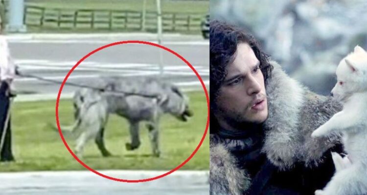 Perro monstruo captado en video viral