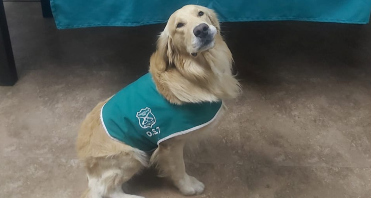 hombre golpeó a perro policial