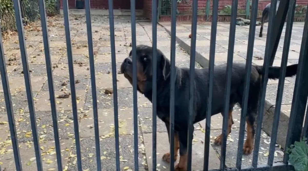 Niña de 5 años se mantiene grave tras ataque de perros