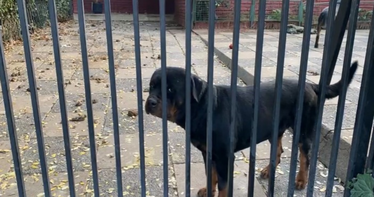 Tío actualiza estado de salud de niña atacada por perros