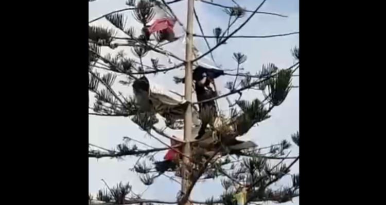 personas durmiendo en los árboles