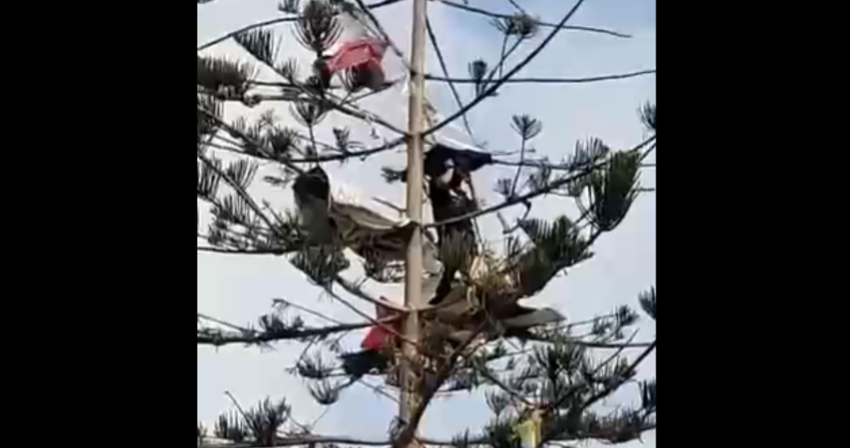 Crisis en el norte: captan a personas durmiendo arriba de los árboles en  pleno centro de Antofagasta | Nacional | BioBioChile