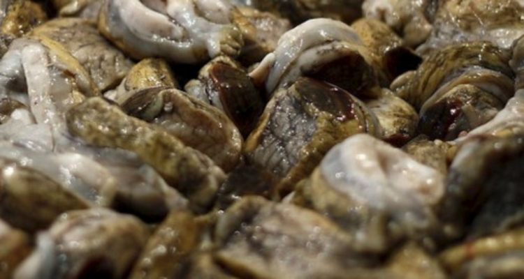 Pescadores de Los Lagos solicitan aplazar extracción del loco tras malas condiciones climáticas