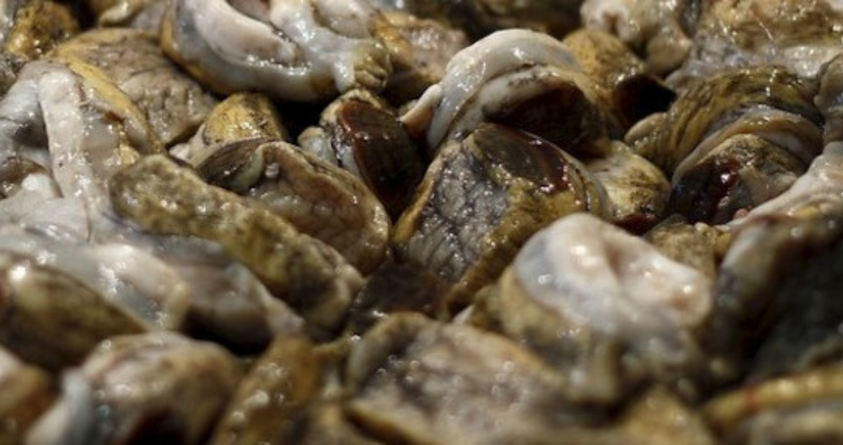 Pescadores de Los Lagos solicitan aplazar extracción del loco tras malas condiciones climáticas
