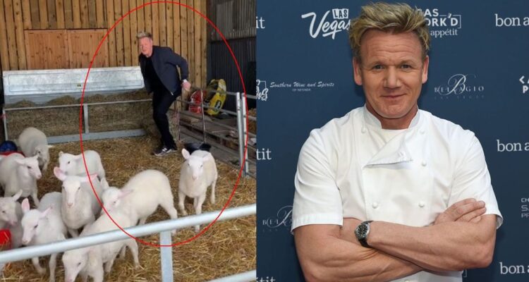 PETA y Gordon Ramsay por video de TikTok