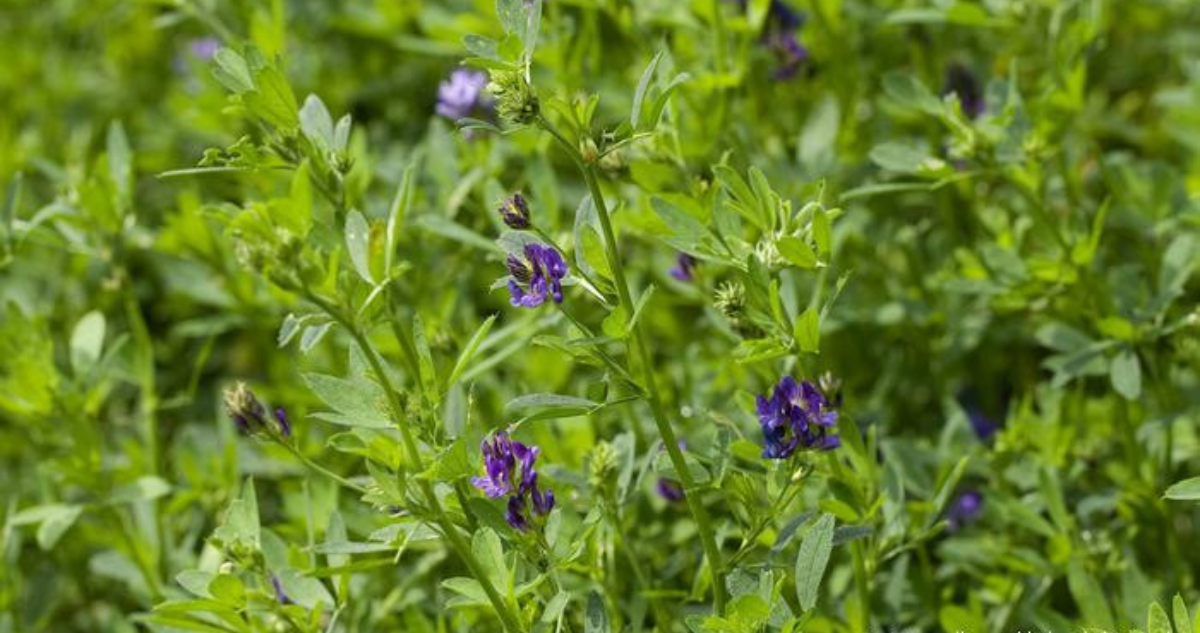 Alfalfa