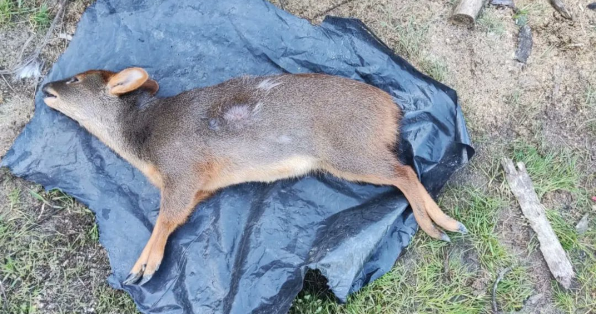 Pudú muere atacado por perro en Nonguén.