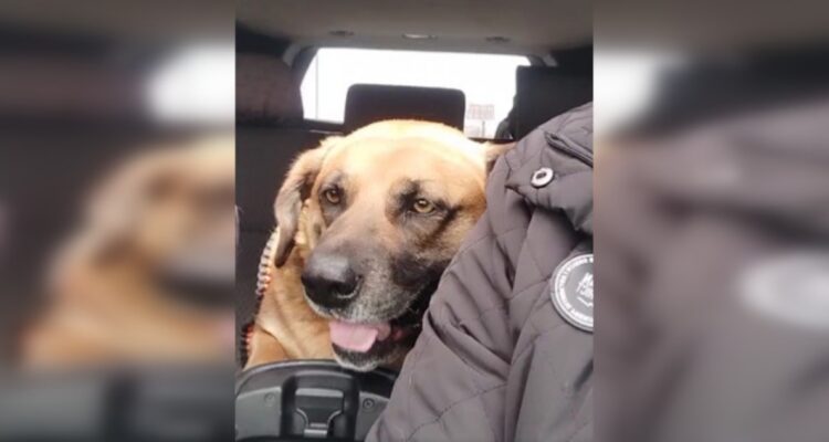 Maipú presenta querella contra responsables de zoofilia contra perro