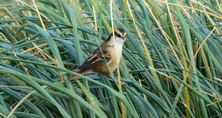 rayadito-subantartico-ave-que-solo-habita-en-chile