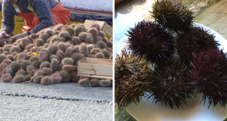 Región de Los Lagos: pescadores exigen al Gobierno ampliar la cuota de extracción de erizo