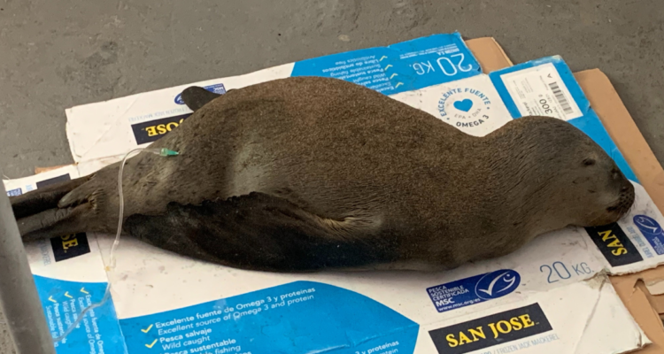 rescatan a 3 lobos marinos