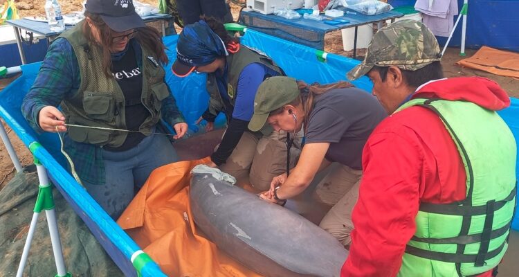 Rescate de delfines en Bolivia